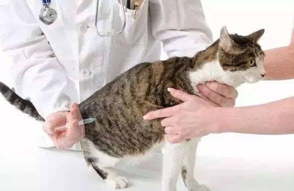 猫瘟会传染给人吗，猫瘟很容易传染吗