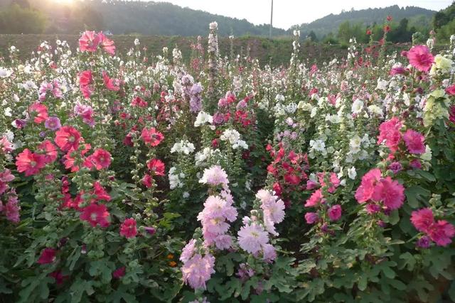 什么花好看又好养，开花好看又好养的花卉（种一盆好看又好养）