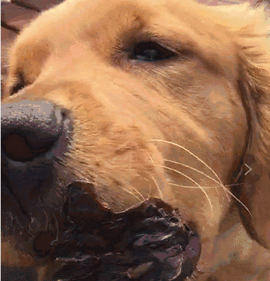 怎么看狗狗的牙齿年龄，教你根据狗狗的牙齿