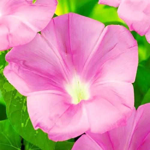 做梦也没想到牵牛花能开成这个样子，斗牛牛心脏（周公解梦：梦见这四种花草）