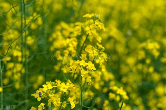 油菜花的18种吃法，高颜值的香菇油菜16种做法