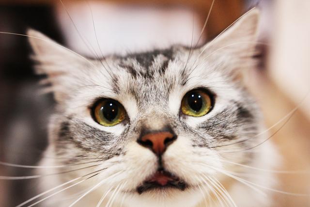 新手养猫基础知识，新手养猫基础知识宠物猫饲养