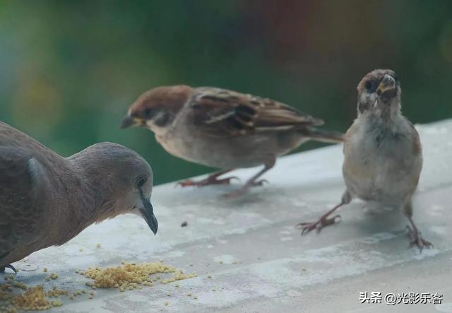 养野鸟的正确方法，强行让野鸟适应笼养环境