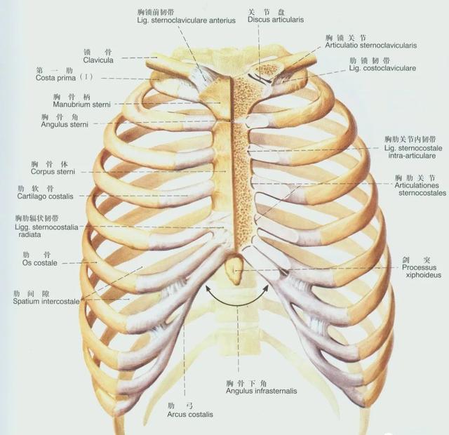 后纵韧带解剖图，颈椎的韧带有哪些