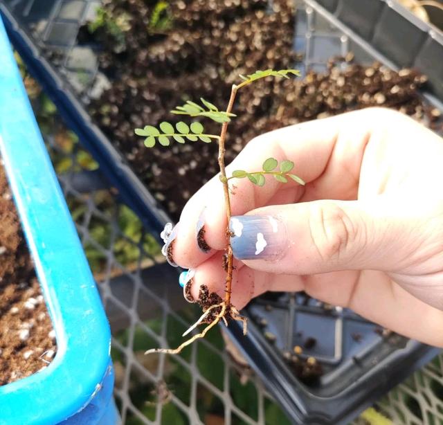 花期长的网红植物，年年是“开花机器”
