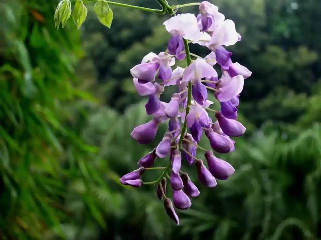 紫藤花的寓意是什么，林疑彩凤来。流霞绛紫虹叠瀑