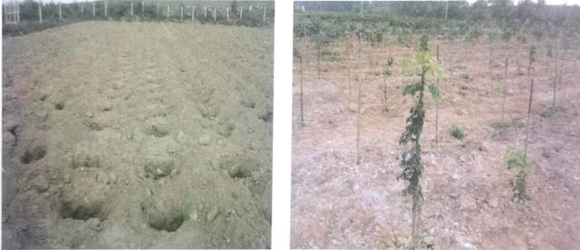 海南黄花梨种植全过程，野生黄花梨已近灭绝