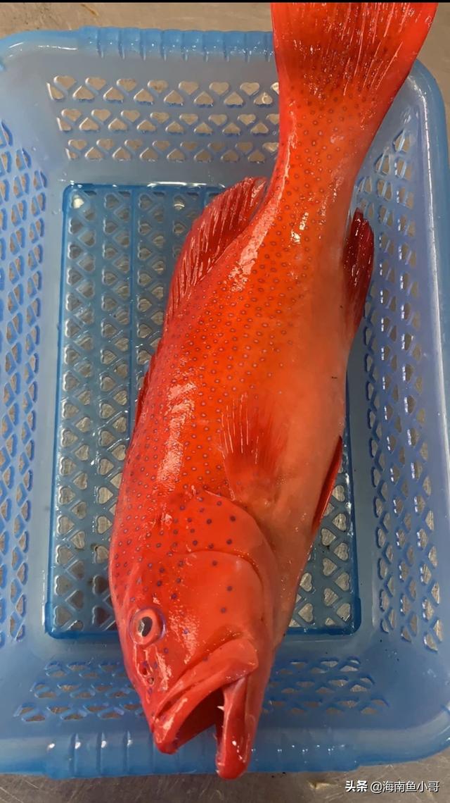 三亚常吃的石斑鱼，海南野生东星斑