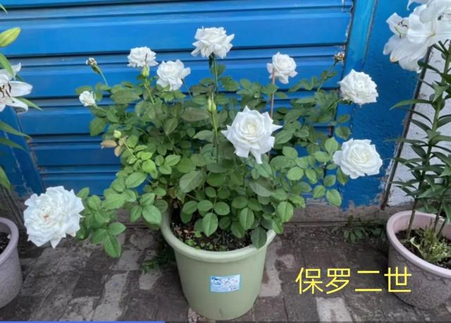 切花月季哪几个品种比较好，常见切花月季一览