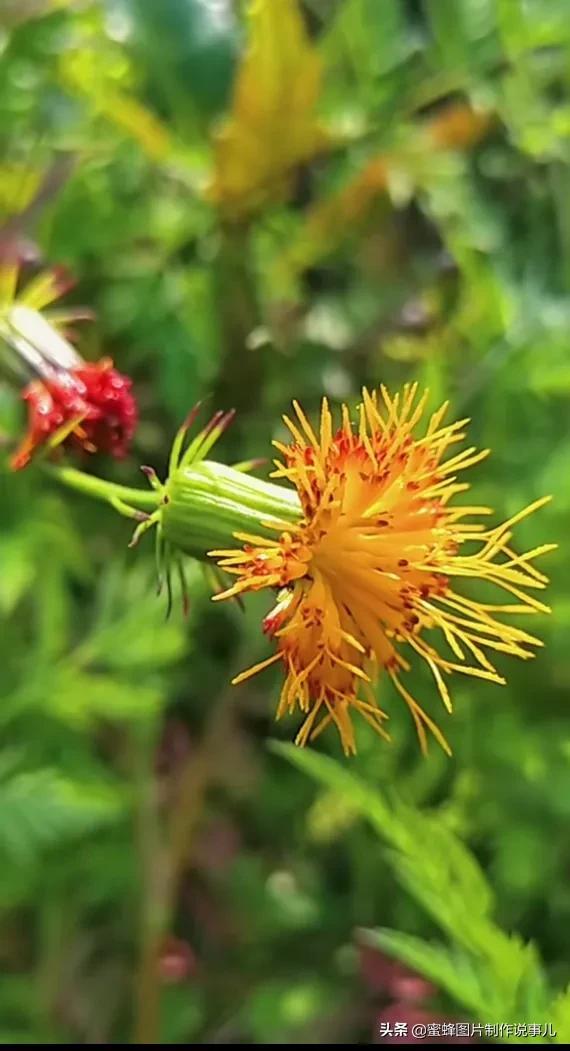 一束鲜花一份温馨一种愉悦，一束鲜花一个春天