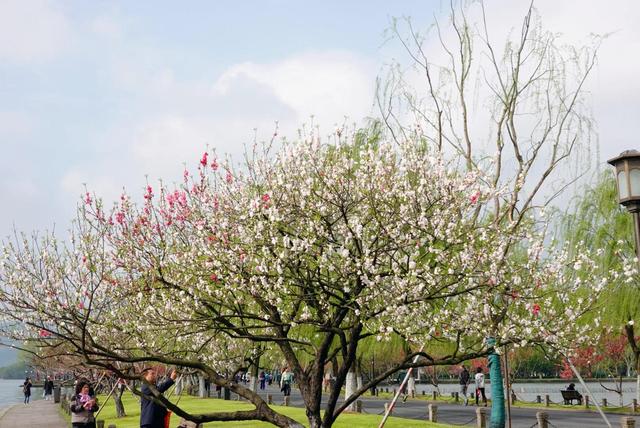 杭州西湖之白堤，“白堤”名出白居易