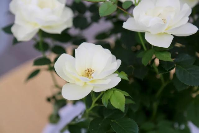 七夕33朵玫瑰花语，<浪漫的数字背后隐藏的秘密>