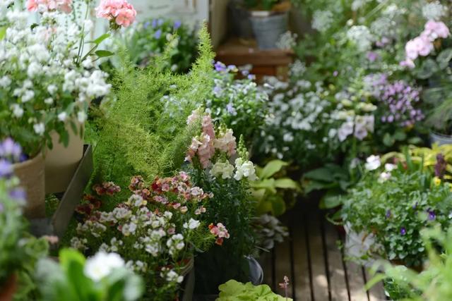 法式花园如何欣赏，海妈花园访问阳台花园满分案例