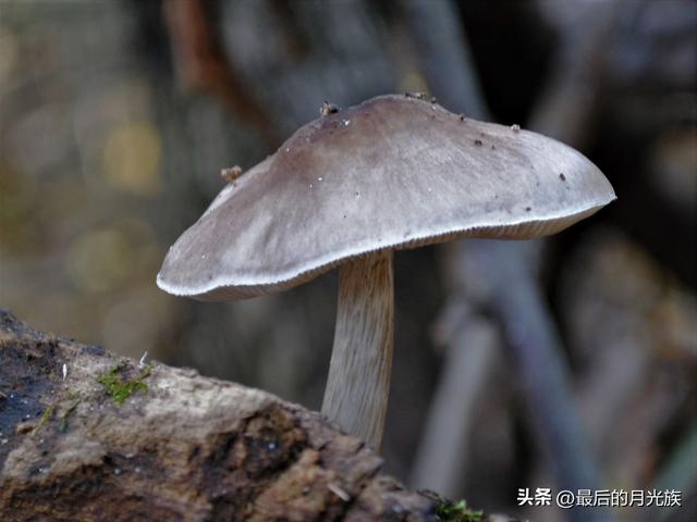 10种食用蘑菇大全，看准了别趴下教你认识十四种蘑菇及其口味