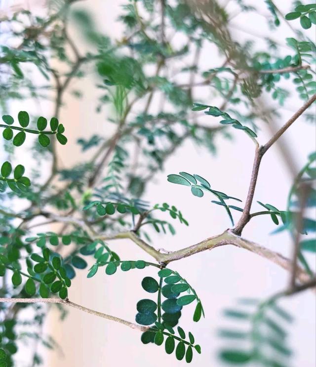 花期长的网红植物，年年是“开花机器”