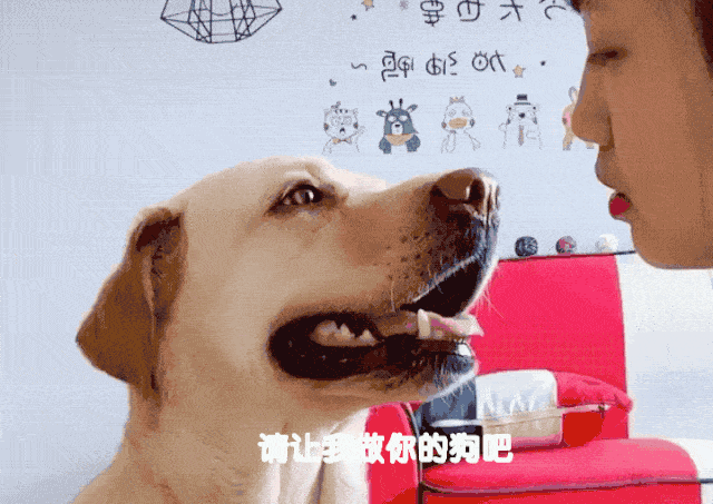 拉布拉多犬的优缺点，拉布拉多好养吗优缺点有哪些（拉布拉多犬的缺点总结）