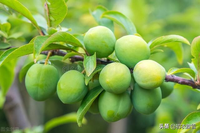 描写一夏的七绝诗，七绝.夏日十首