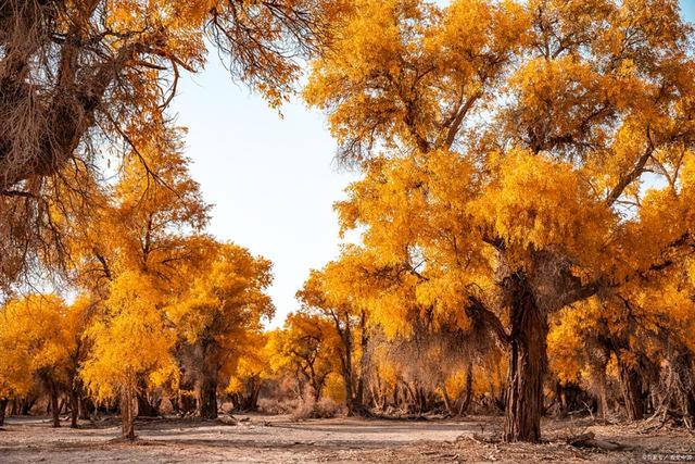 塔克拉玛干沙漠最美自驾路线，自驾塔克拉玛干