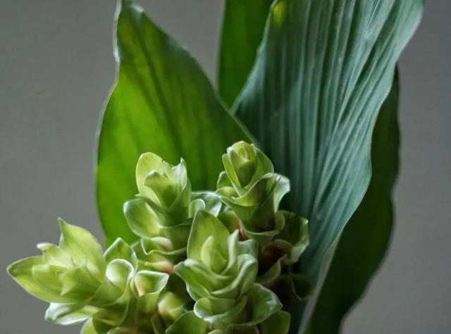 春天丛生的开花植物，50种花春天播种