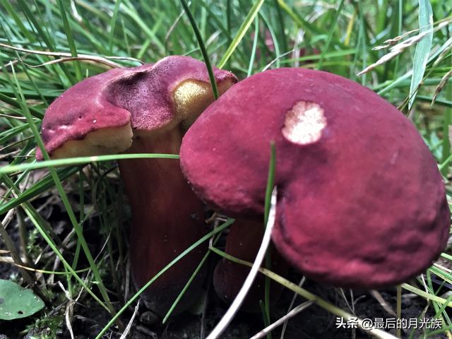 10种食用蘑菇大全，看准了别趴下教你认识十四种蘑菇及其口味