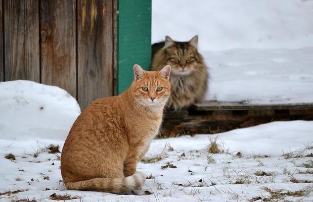 猫咪究竟怕不怕冷，猫咪怕冷注意事项