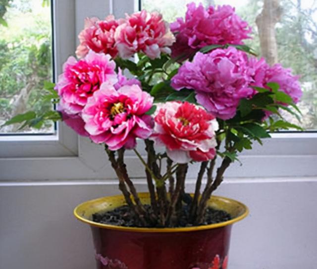 家里多养花的6大好处，10个养花好处