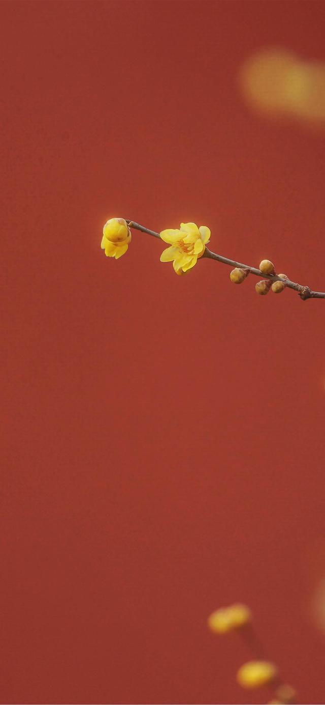 2023新年精美手机壁纸，任天堂欧服eShop开启新年折扣