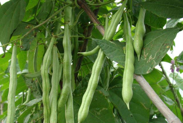 现在适合种什么菜，现在这个季节种植什么蔬菜最好（这10种蔬菜可以种植）