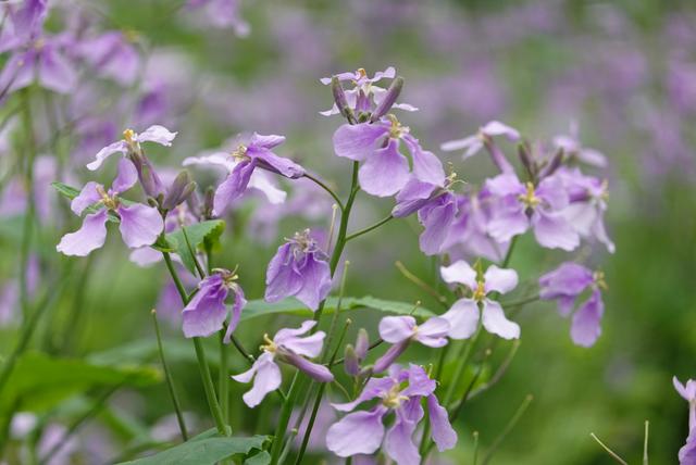 杭州西湖之白堤，“白堤”名出白居易