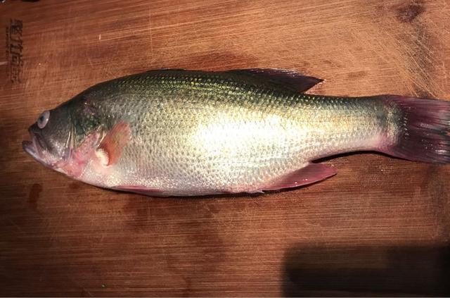 鱼的内脏解剖图，龙鱼内脏解剖图解（通体熟透、内脏掏空）