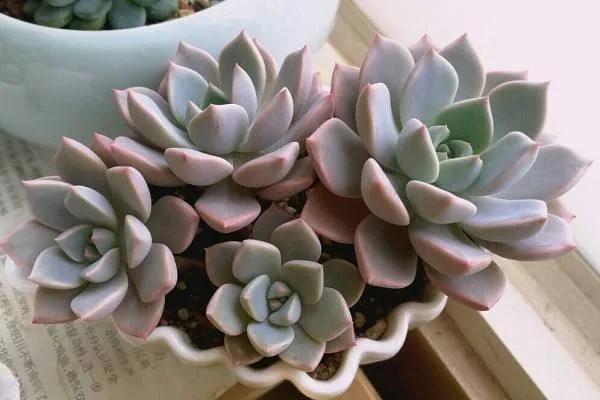 多肉红粉佳人什么样子，普货多肉植物里的俏佳人