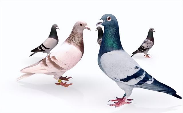 詹森种鸽排名前十名，那些默默无闻的种鸽