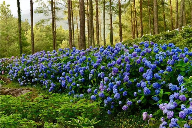 涪陵周边旅游攻略一日游最佳路线，五一去哪儿不发愁