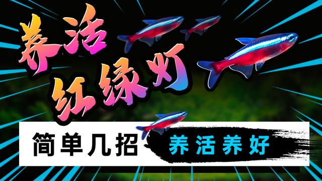 超白缸适合养什么鱼，鱼缸中的繁星点点