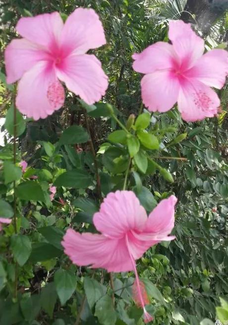 日出扶桑一丈高，朝观流水一声叹暮看高山千树摇