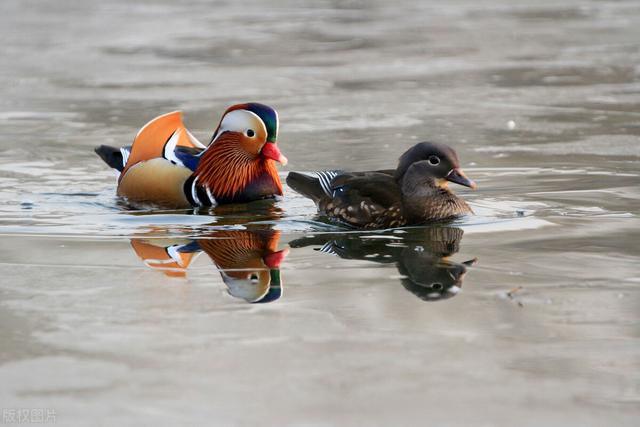 人生有味是清欢，人生得意是清欢苏东坡（人间有味，是清欢）