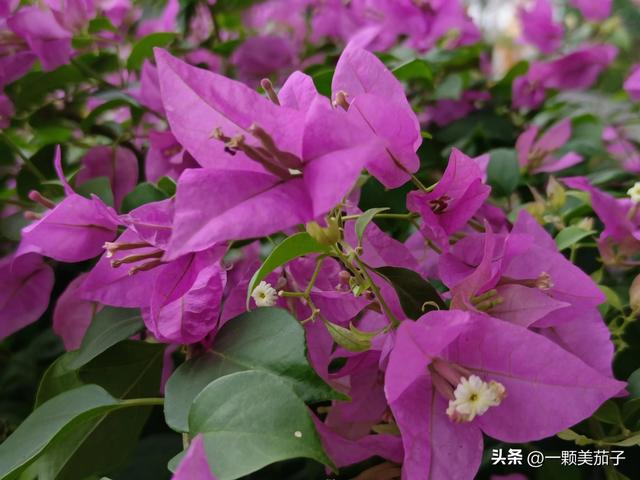 三角梅的含义与花语，最美三角梅广东叫