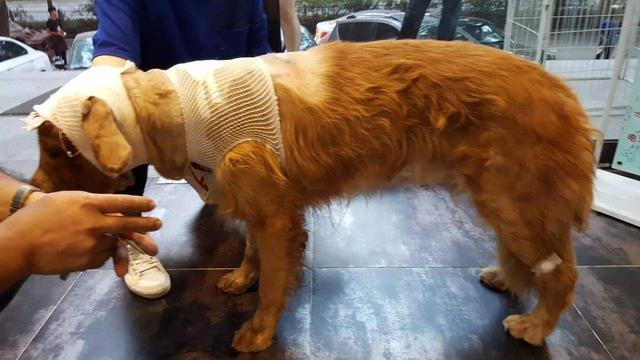 金毛犬一般几个月才会咬主人，“金毛”一生中有5个阶段