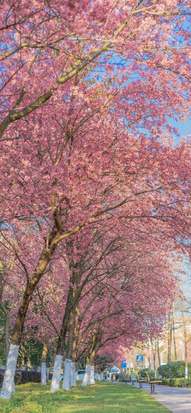 2023新年精美手机壁纸，任天堂欧服eShop开启新年折扣