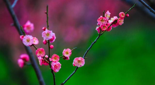 春有百花盘点常见的67种，百花名称图（清明踏青常见花种你认识多少）