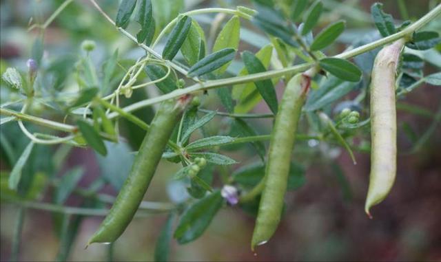 无茎黄鹌菜介绍，大巢菜又名野豌豆