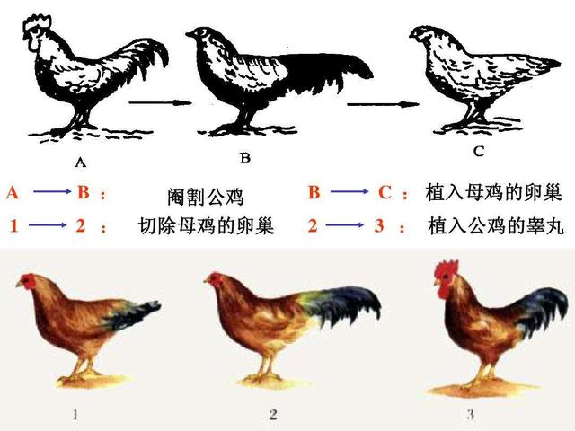 公鸡是天生就会早上打鸣的吗，公鸡为何晨时打鸣