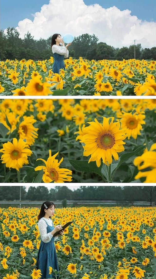 粉黛草向日葵彼岸花海...成都有多少惊喜，粉黛花海花期50天