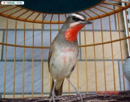 靛颏鸟雅称，歌鸟靛颏鸟