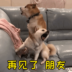 小可爱是什么狗，哪种狗狗特别可爱特别好养（其实是小可爱的恶霸犬）