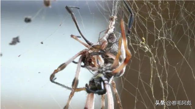 猫咪进化成猫颈鹿，雄性动物有多拼