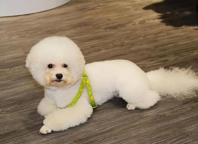 比熊犬的五个不足之处，比熊犬有这些特征