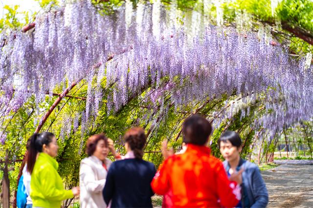 紫藤花春夏秋冬分别是什么颜色，紫藤花开满院香