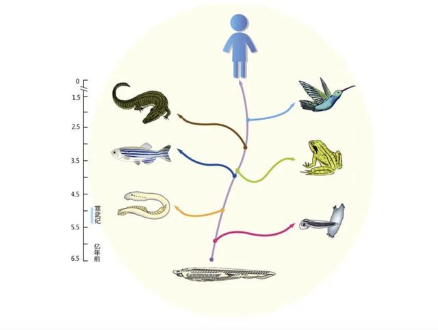 人类的祖先是条鱼?科学家回应，人类的祖先是鱼科学家回应疑问