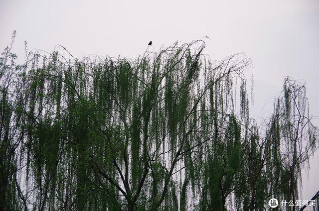 厦门大明湖春节有什么好玩的地方，厦门大明湖畔：水仙绽放贺春来